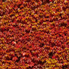 Boston Ivy Vine