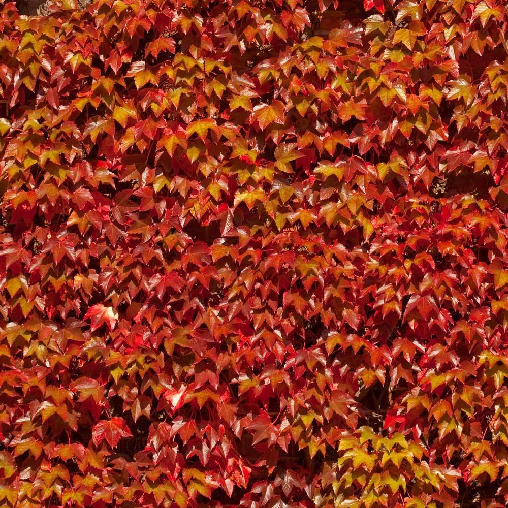 Boston Ivy Vine