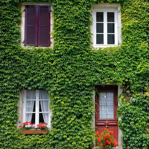 Boston Ivy Vine