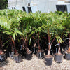 Bottle Palm Tree