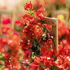 Sundown Orange Bougainvillea Vine