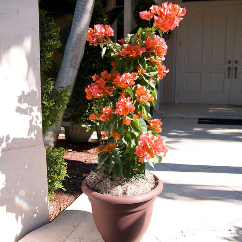 Sundown Orange Bougainvillea Vine