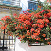 Sundown Orange Bougainvillea Vine
