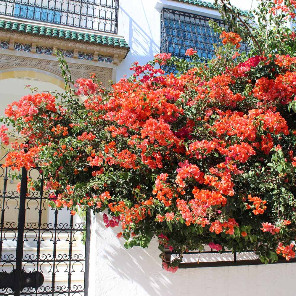 Sundown Orange Bougainvillea Vine