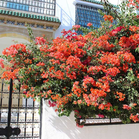 Sundown Orange Bougainvillea Shrub