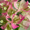 Thai Delight Bougainvillea Vine