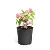 Thai Delight Bougainvillea Shrub
