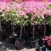 Thai Delight Bougainvillea Tree