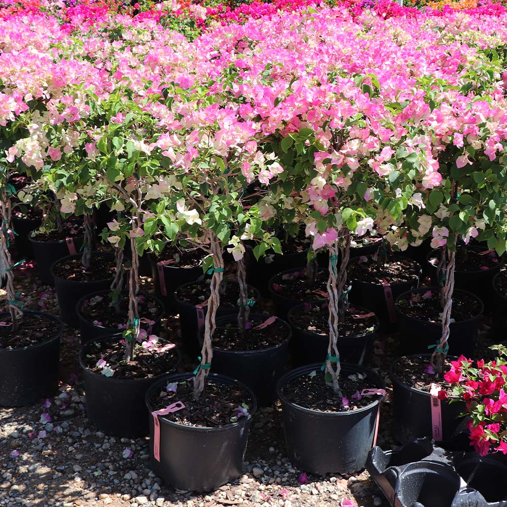 Thai Delight Bougainvillea Tree
