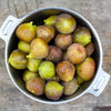 Brown Turkey Fig Tree