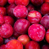 Bubblegum 'Toka' Plum Tree