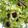 Burgundy Plum Tree