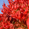 Dwarf Burning Bush