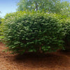 Dwarf Burning Bush