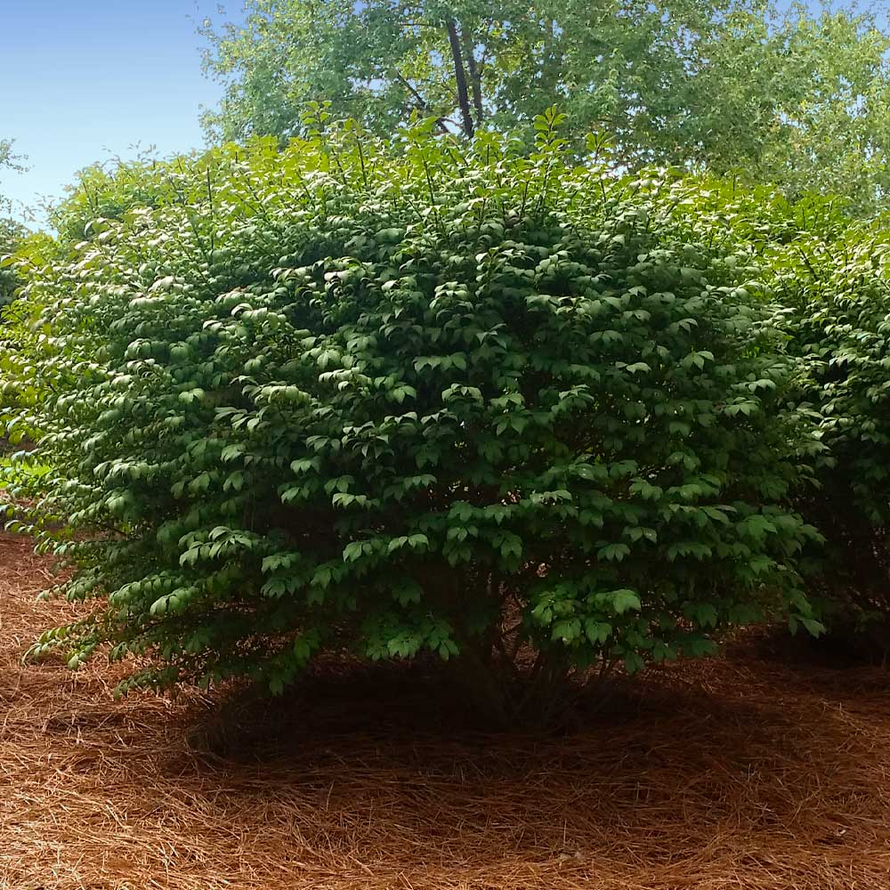 Dwarf Burning Bush