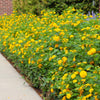 New Gold Lantana