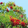 Chindo Viburnum Shrub