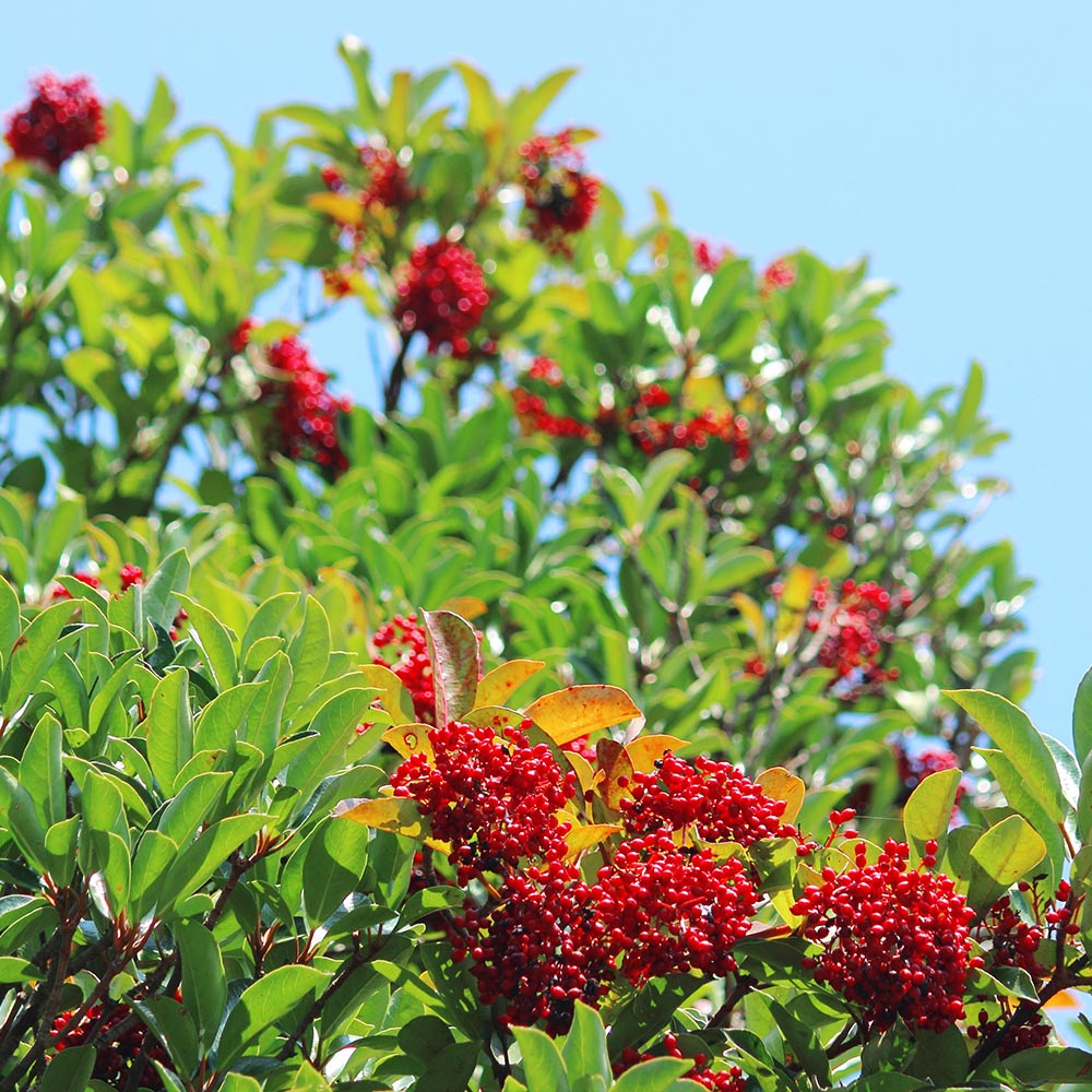Chindo Viburnum Shrub