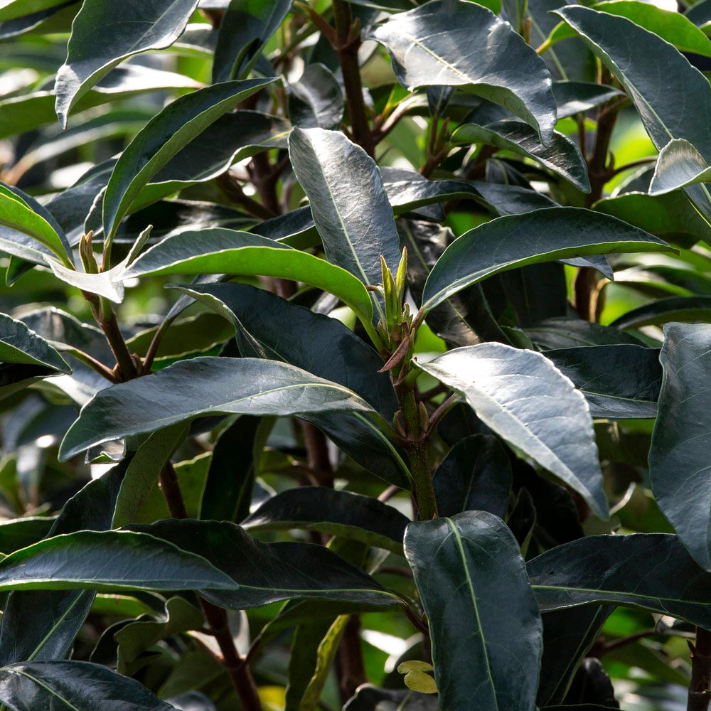 Chindo Viburnum Shrub