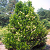 Chindo Viburnum Shrub