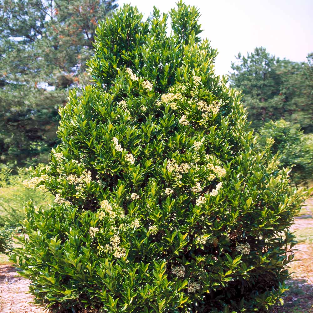 Chindo Viburnum Shrub