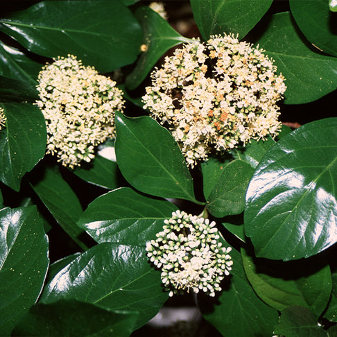 Chindo Viburnum Shrub