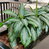 Green Chinese Evergreen Plant