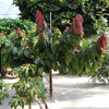 Chocolate Cocoa 'Cacao' Plant