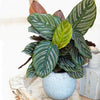 Calathea Ornata