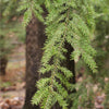 Canadian Hemlock Tree