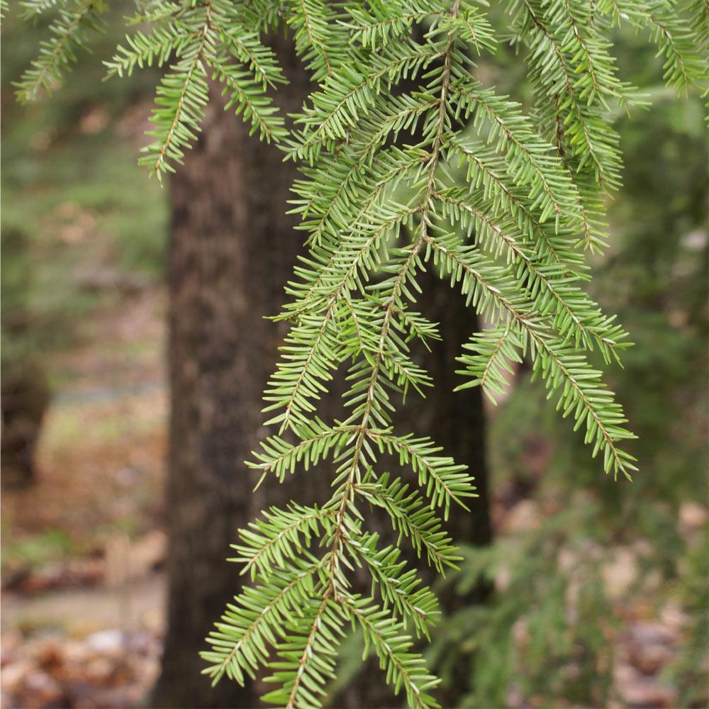 Canadian Hemlock Tree