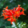 Cape Honeysuckle Vine