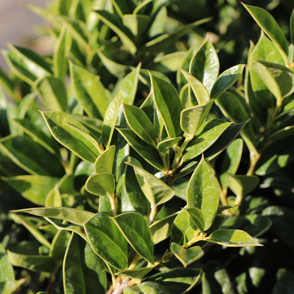 Carissa Holly Shrub