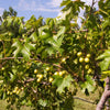 Carlos Muscadine Grape
