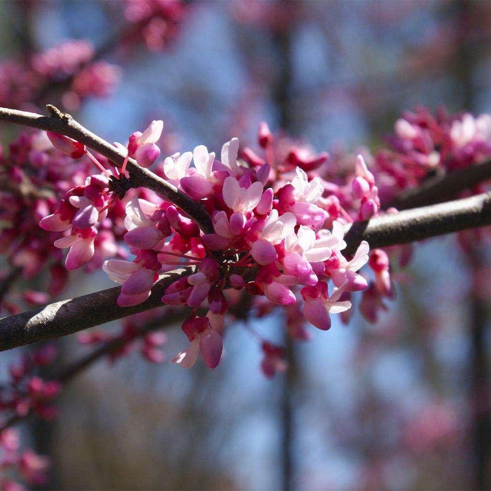 Bloomables® Carolina Sweetheart® Redbud Tree