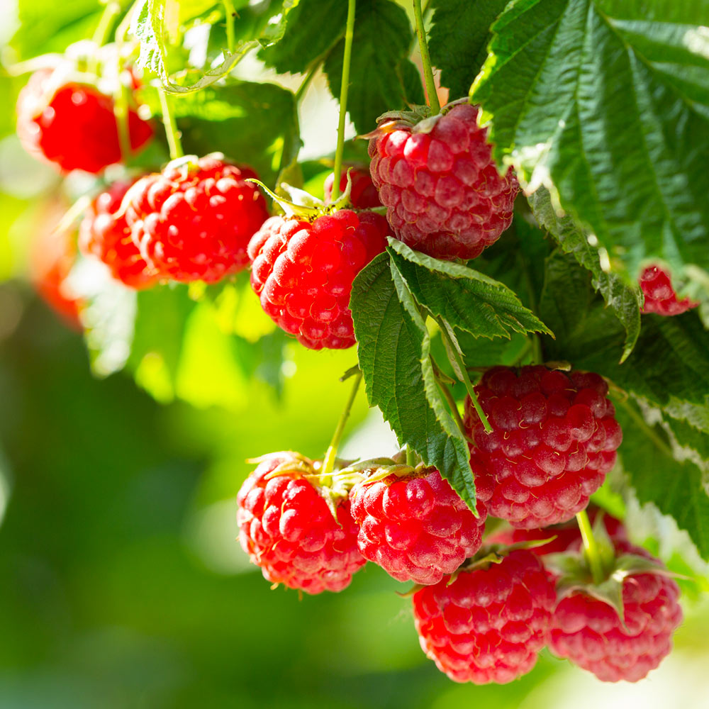 Caroline Raspberry Bush - USDA Organic