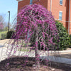 Cascading Hearts Redbud Tree