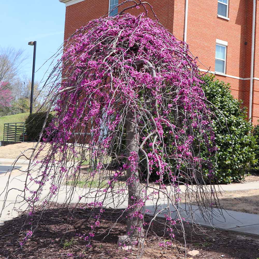 Cascading Hearts Redbud Tree