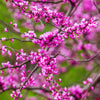 Cascading Hearts Redbud Tree