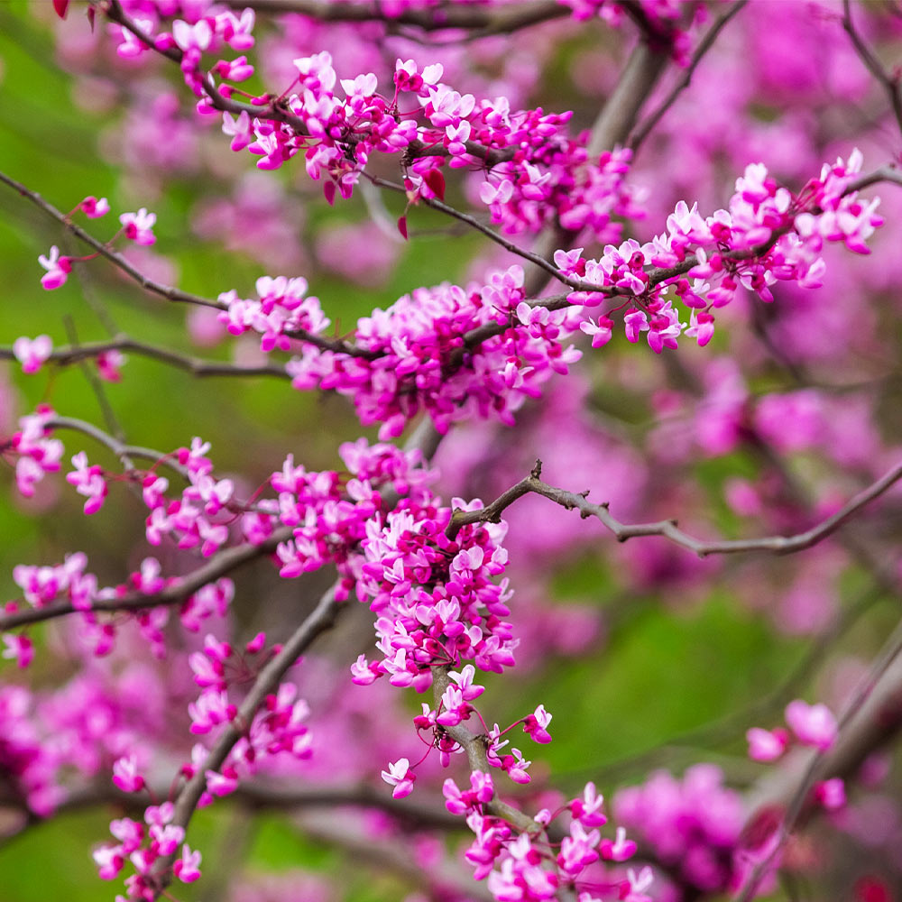 Cascading Hearts Redbud Tree