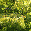 Celestial Shadow Dogwood Tree