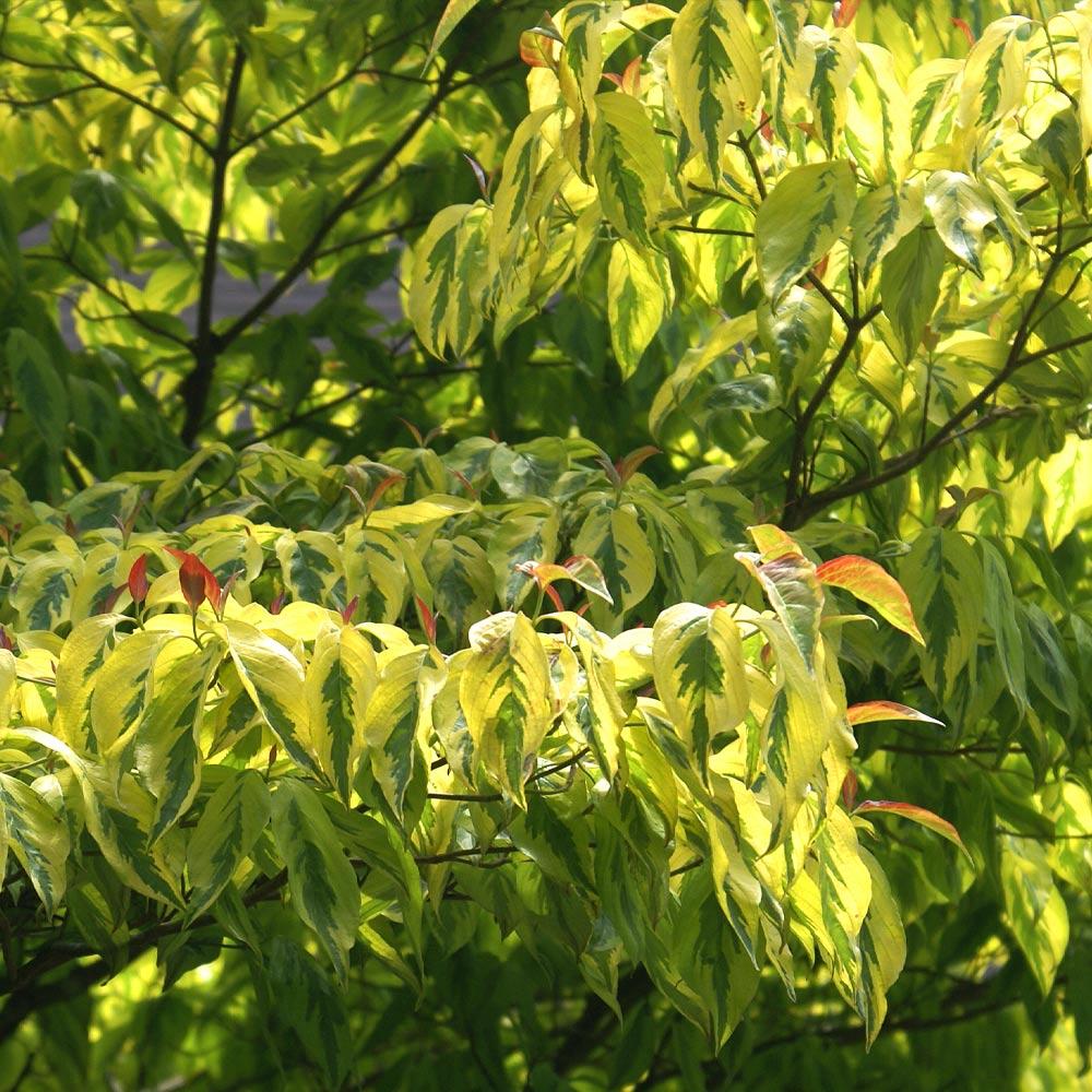 Celestial Shadow Dogwood Tree