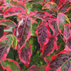 Celestial Shadow Dogwood Tree