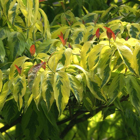 Celestial Shadow Dogwood Tree