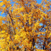 Chandler Walnut Tree