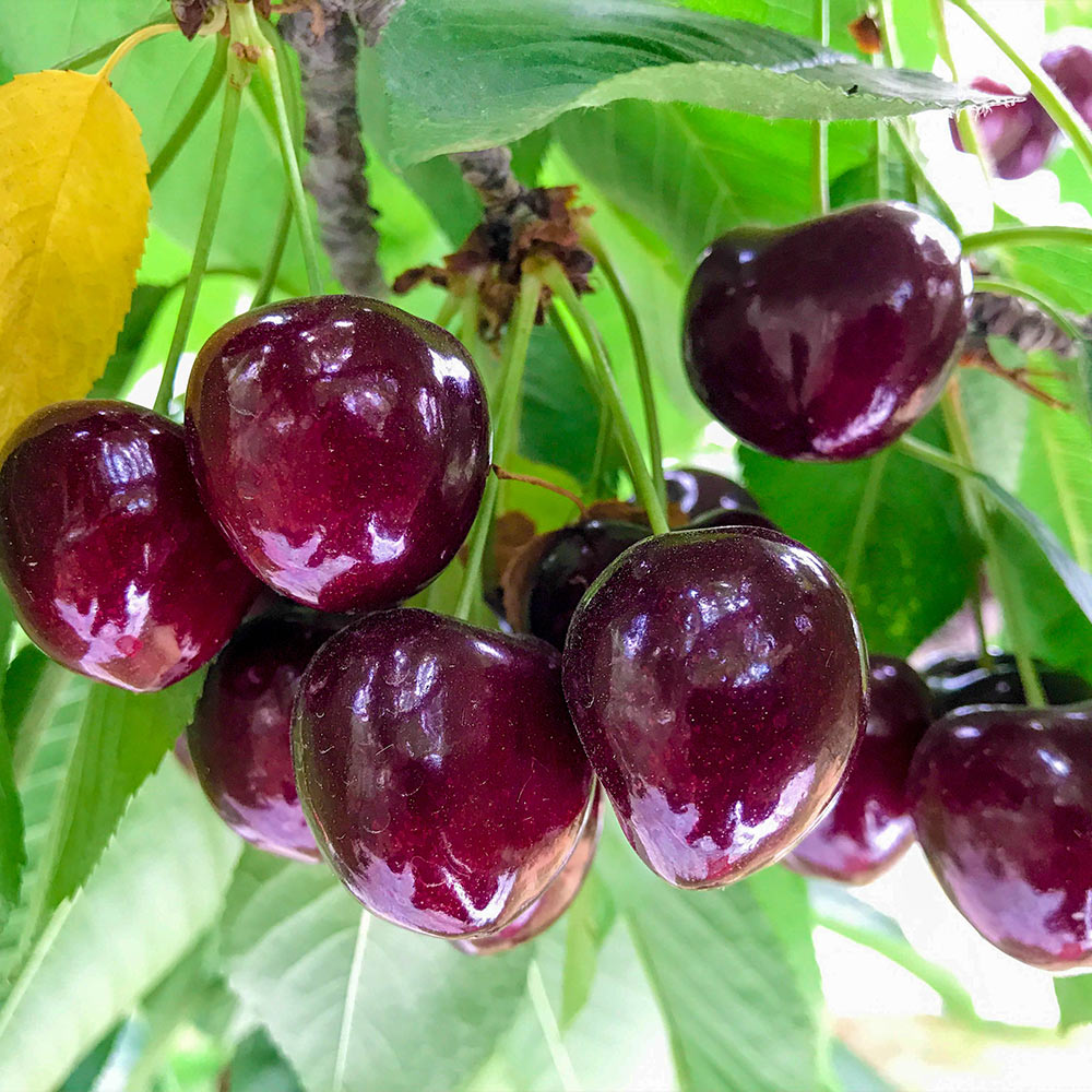Chelan™ Cherry Tree