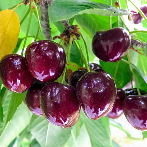 Chelan™ Cherry Tree
