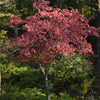 Cherokee Brave Dogwood Tree
