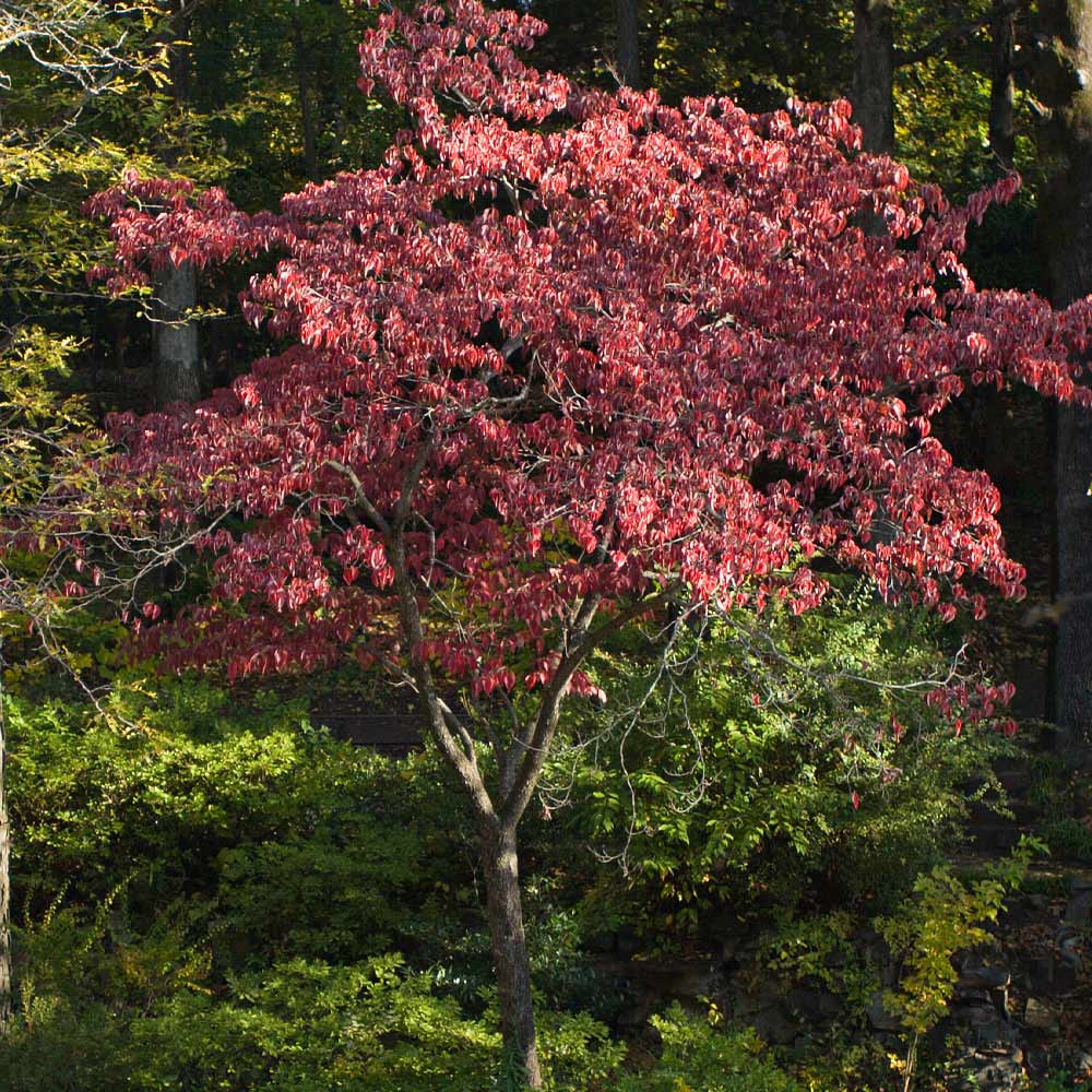 Cherokee Brave Dogwood Tree