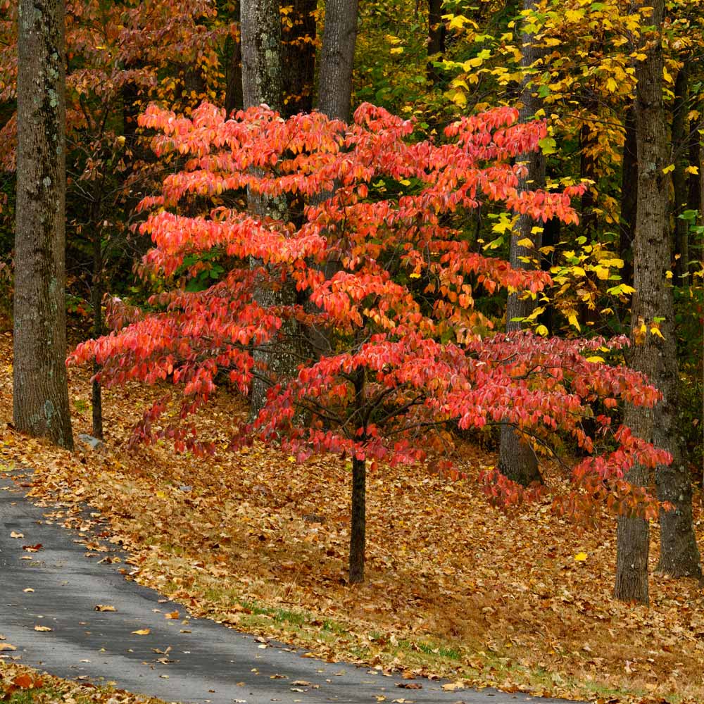 Cherokee Chief Dogwood Tree
